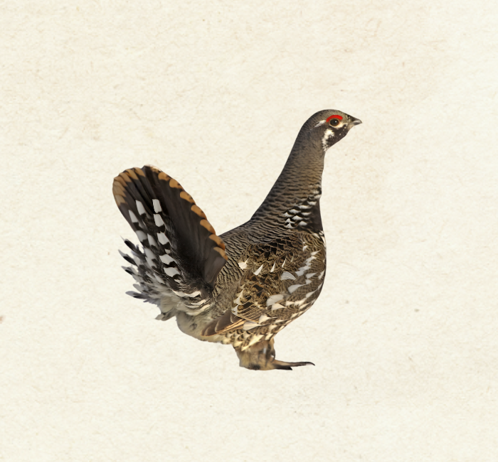 Spruce Grouse